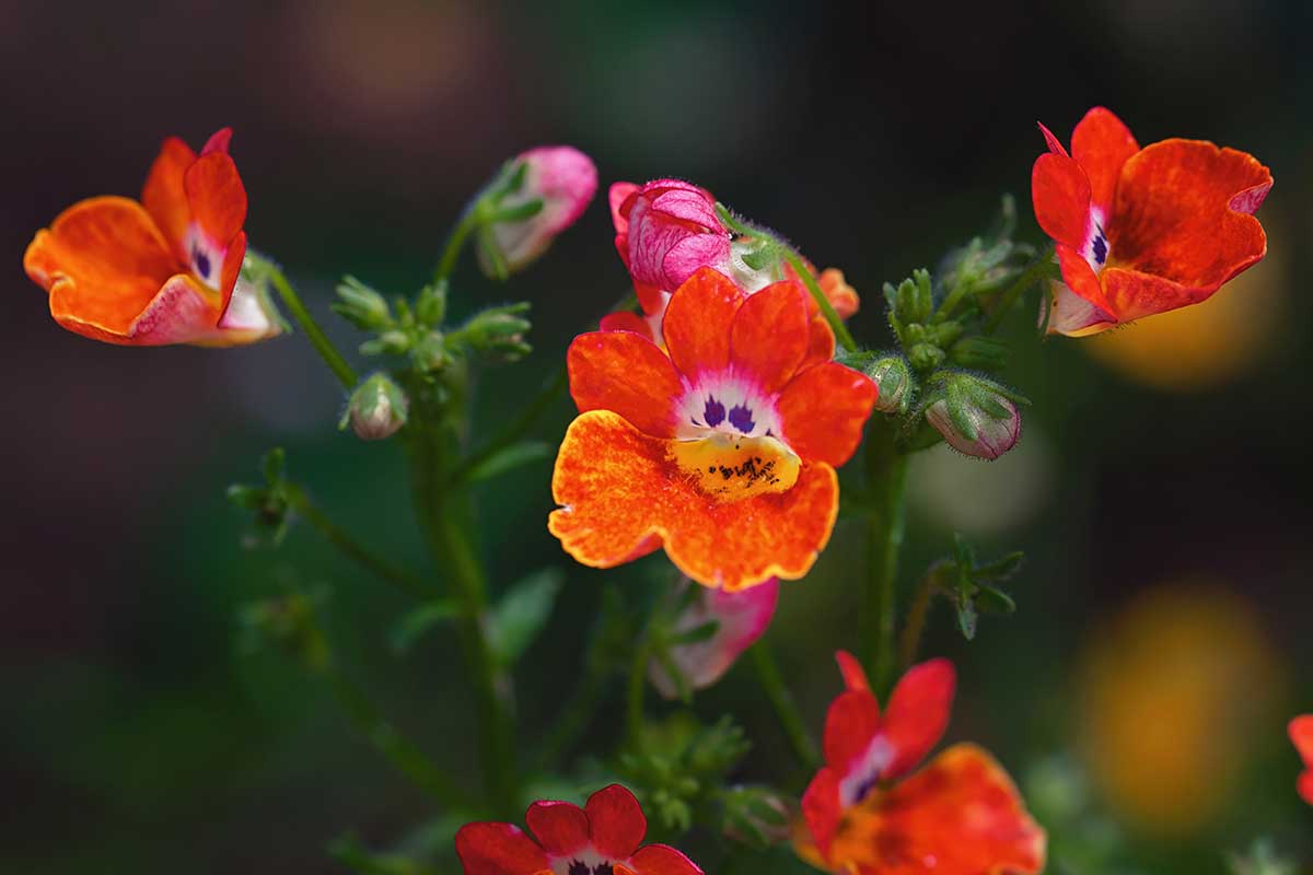 A horizontal image of red, orange, and yellow flowers growing in front of a blurry dark background.