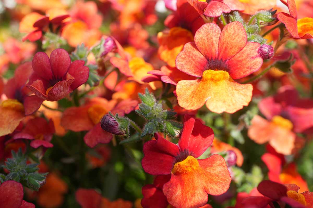 A horizontal closeup image of red, yellow, and orange flowers growing in an outdoor sunny garden.