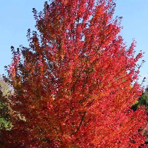 A square image of the bright red foliage of a 'Red Pointe' maple tree.