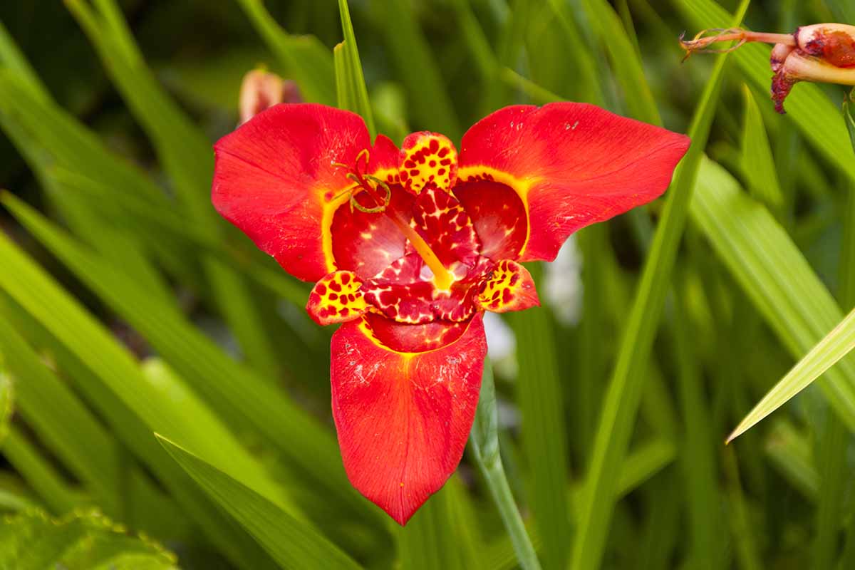 A horizontal image of a red tiger flower growing outdoors.