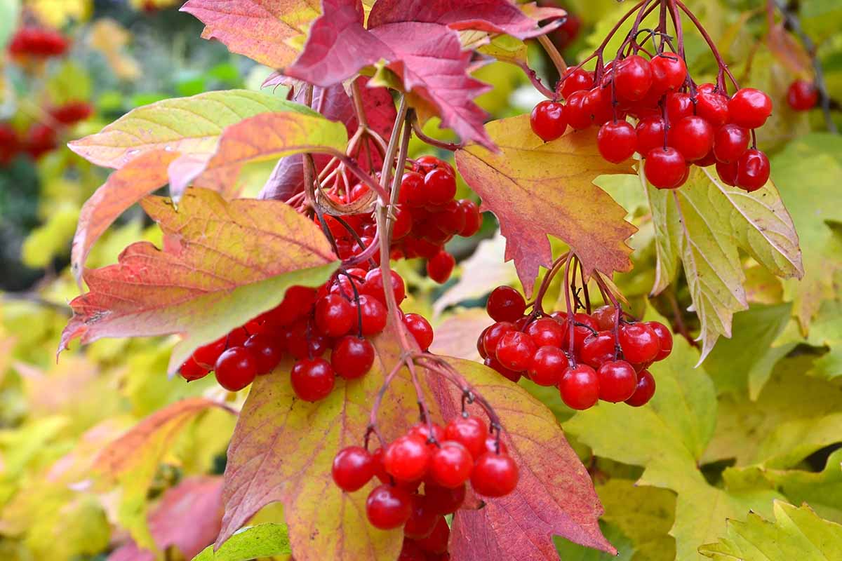 A close up horizontal image of bright red viburnum berries surrounded by orange fall foliage pictured on a soft focus background.