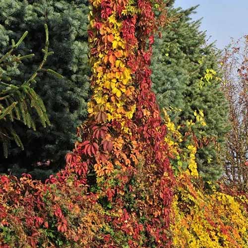 A square image of a large Virginia creeper growing in the garden resplendent in fall colors.