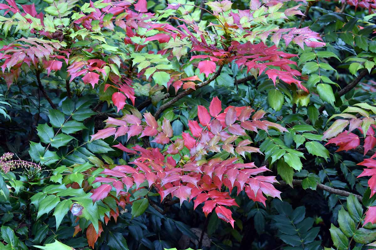 A horizontal image of a large Oregon grape holly (mahonia) shrub with green and red autumn colors growing in the garden.