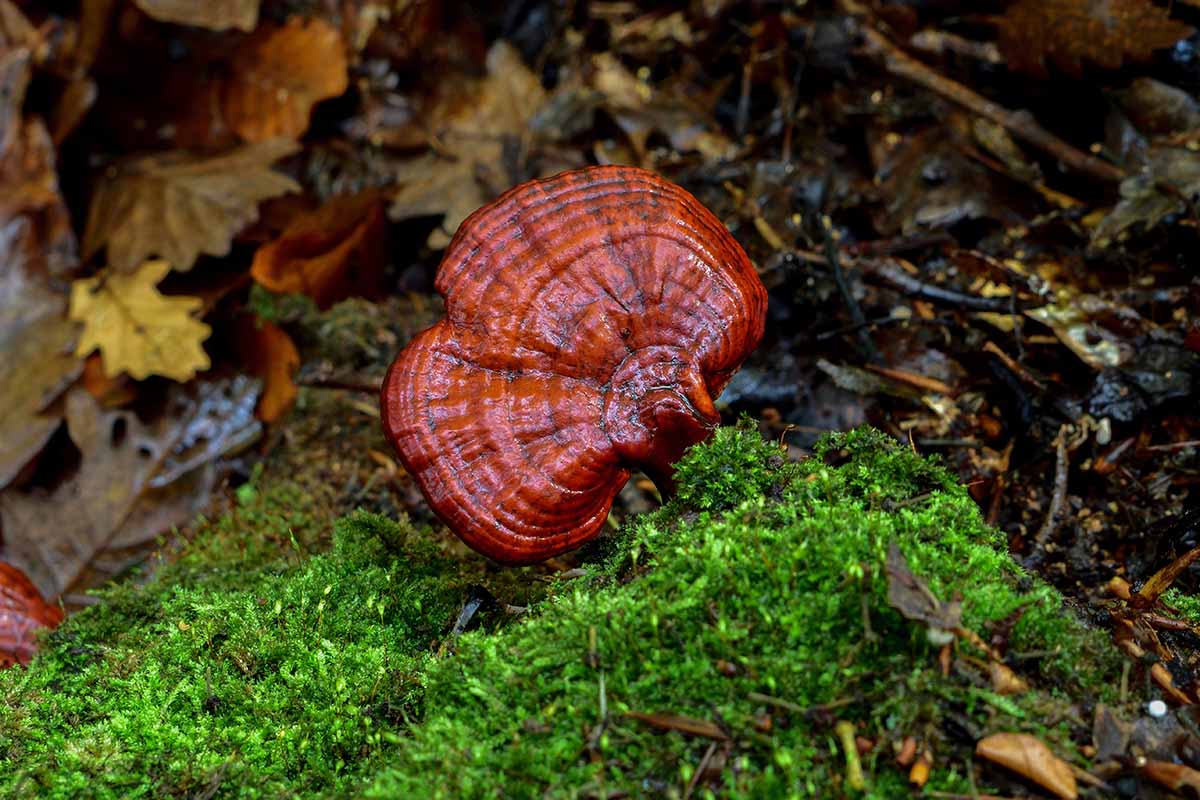 A close up horizontal image of Ganoderma lucidum (reishi) growing wild outdoors in leaf litter and moss.