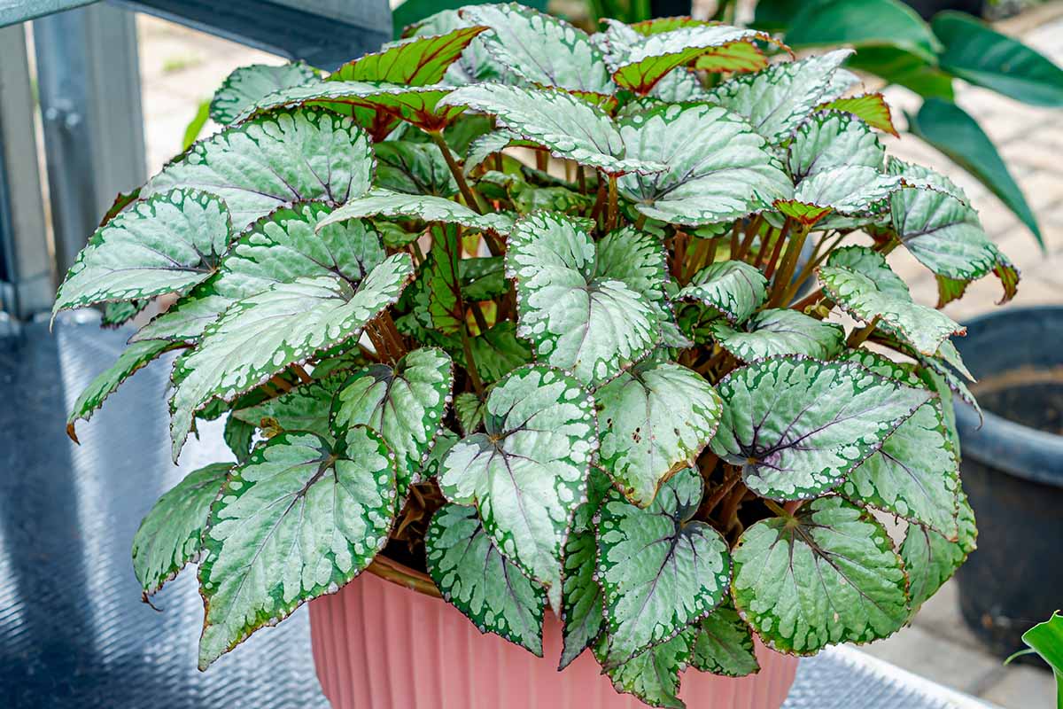 A close up horizontal image of the green variegated foliage of a rex begonia growing in a pot.