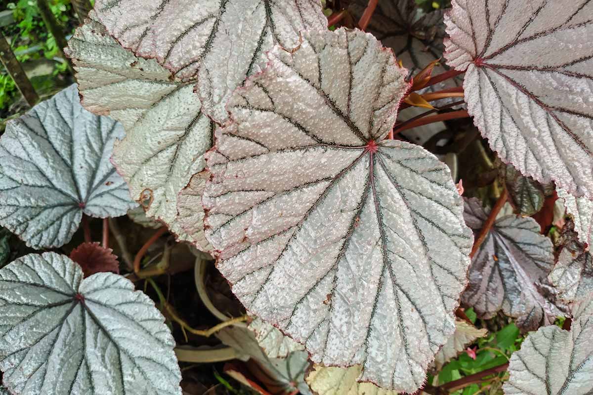 A close up horizontal image of the silvery foliage of a painted-leaf begonia growing in a pot indoors.
