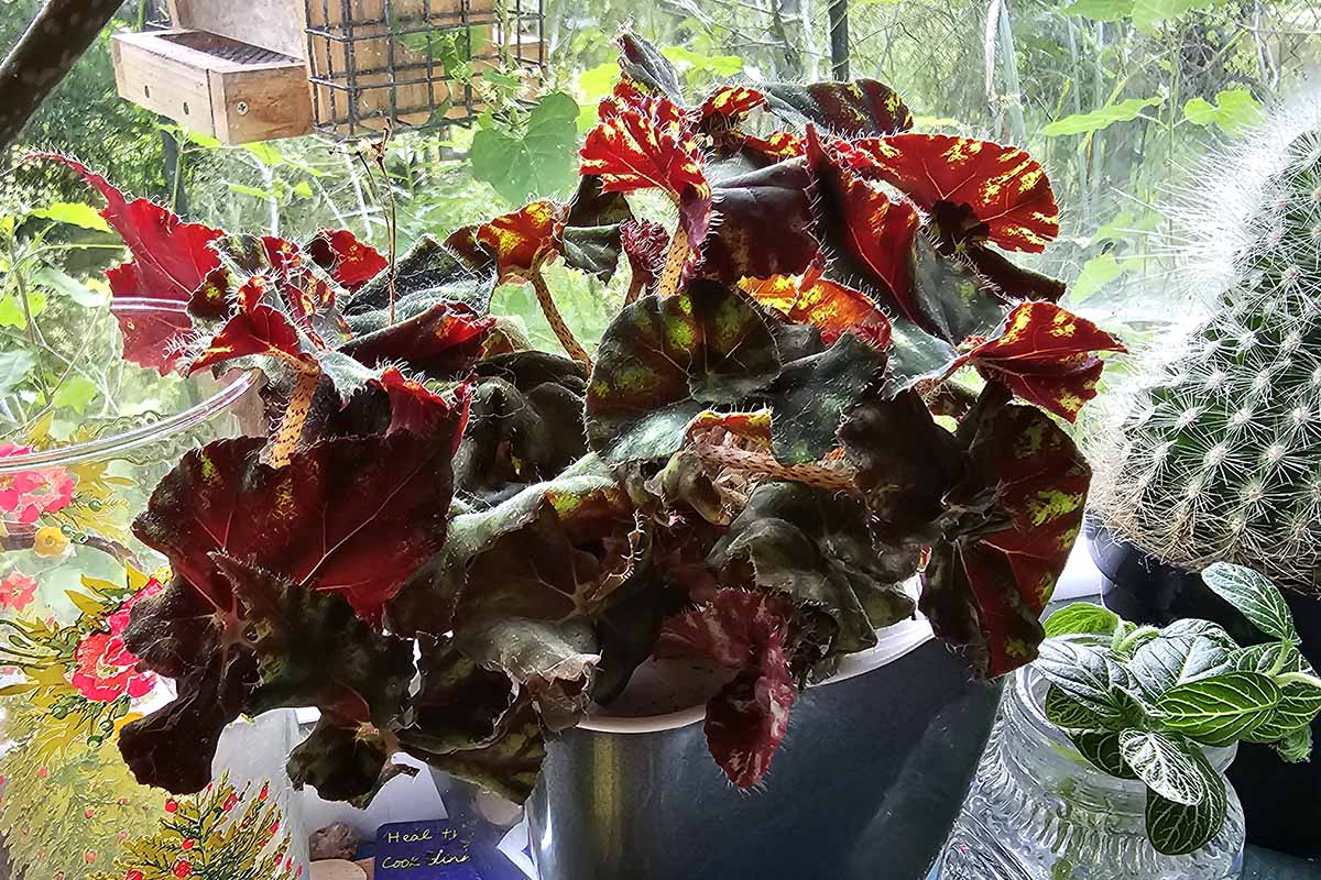 A close up horizontal image of a potted rex begonia plant growing on a windowsill.
