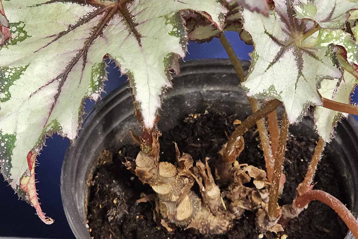A close up horizontal image of visible rhizomes of a potted rex begonia plant.