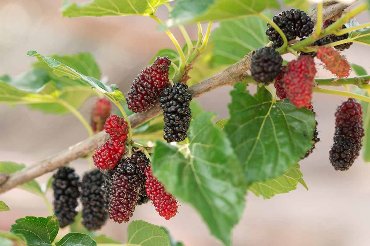 A close up horizontal image of mulberries growing on a branch, pictured on a soft focus background.