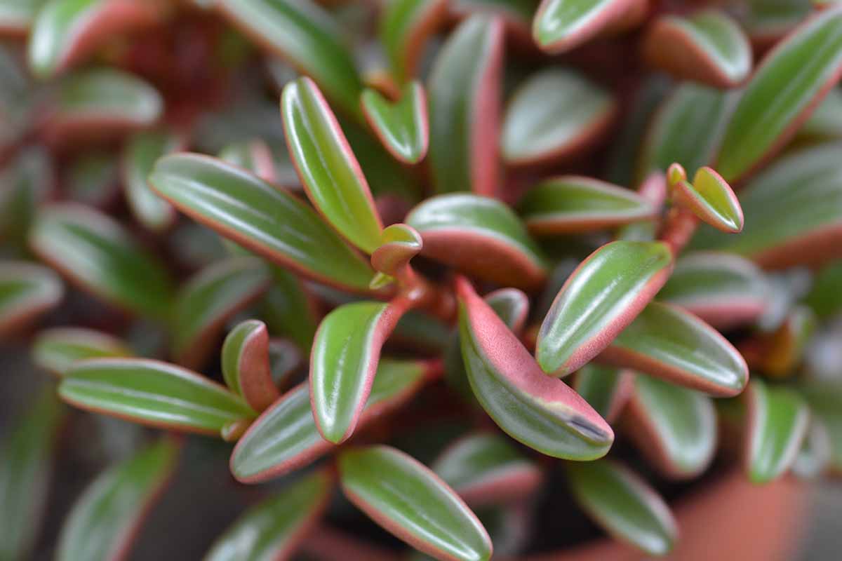 A close up horizontal image of the foliage of a ruby glow peperomia plant.