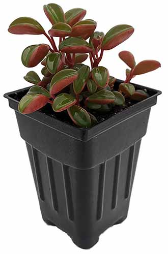 A close up of a ruby glow peperomia in a small black plastic pot isolated on a white background.