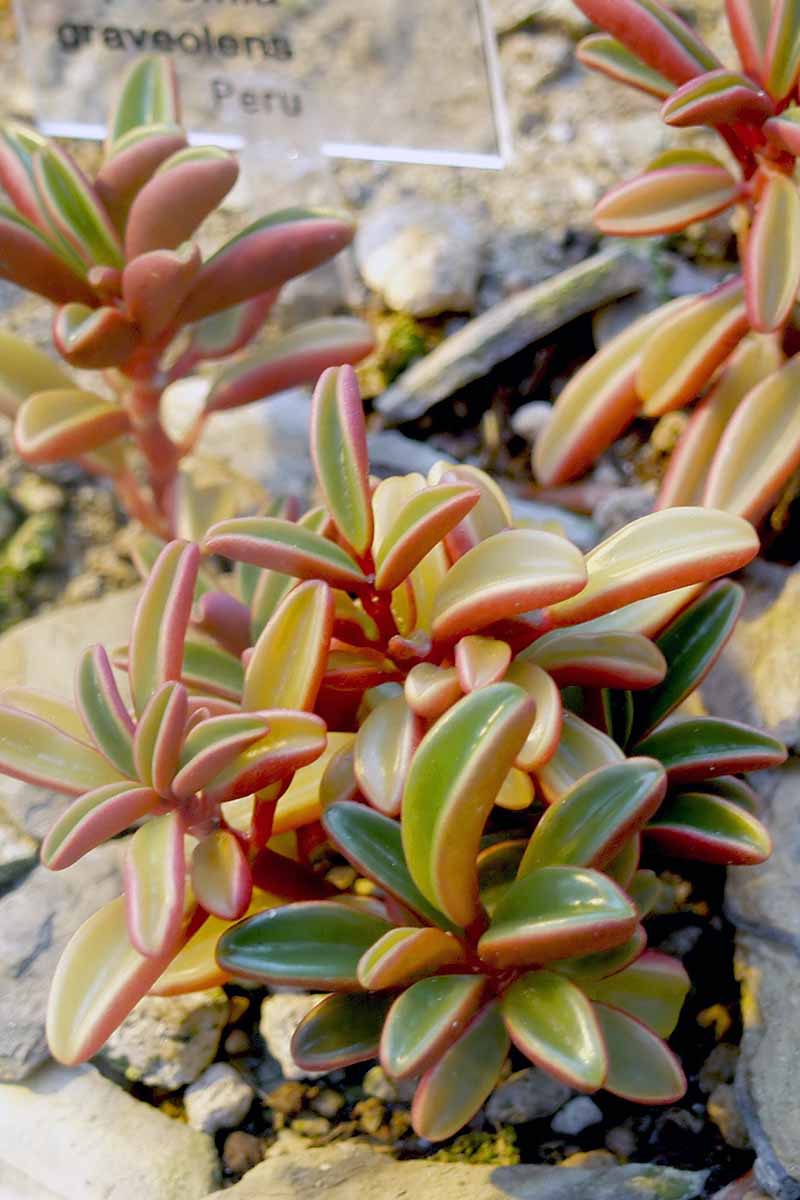 A close up vertical image of ruby glow peperomia growing in a rock garden.