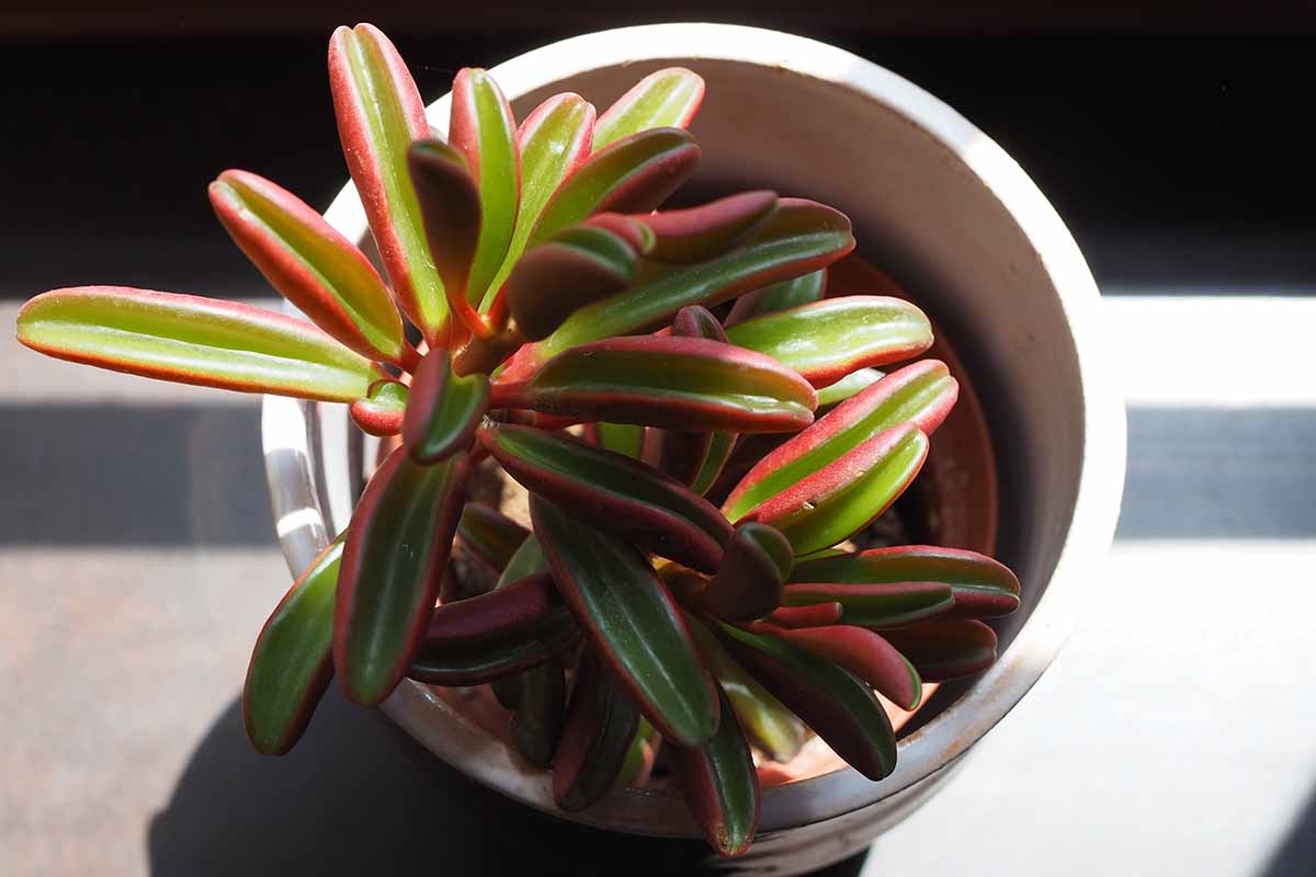 A close up top down image of a ruby glow peperomia plant growing in a pot pictured in bright sunshine.