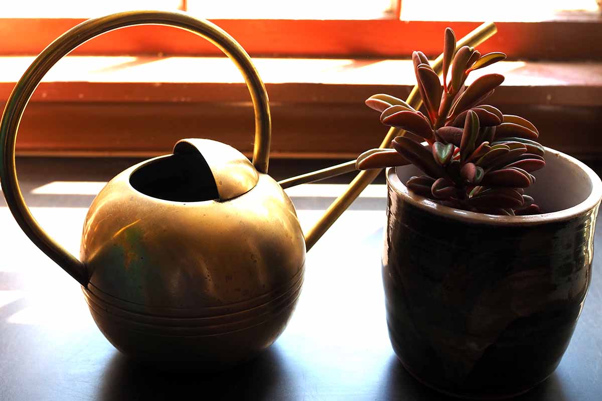 A horizontal image of a potted ruby glow peperomia set on a windowsill with a brass watering can.