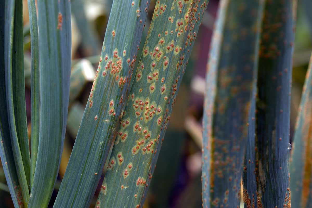 A close up horizontal image of the symptoms of rust on garlic foliage.
