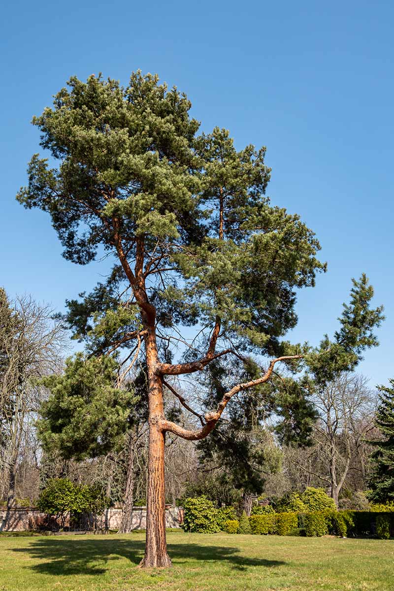 A vertical image of a Pinus sylvestris aka scotch pine growing from lush turf on a sunny outdoor day.