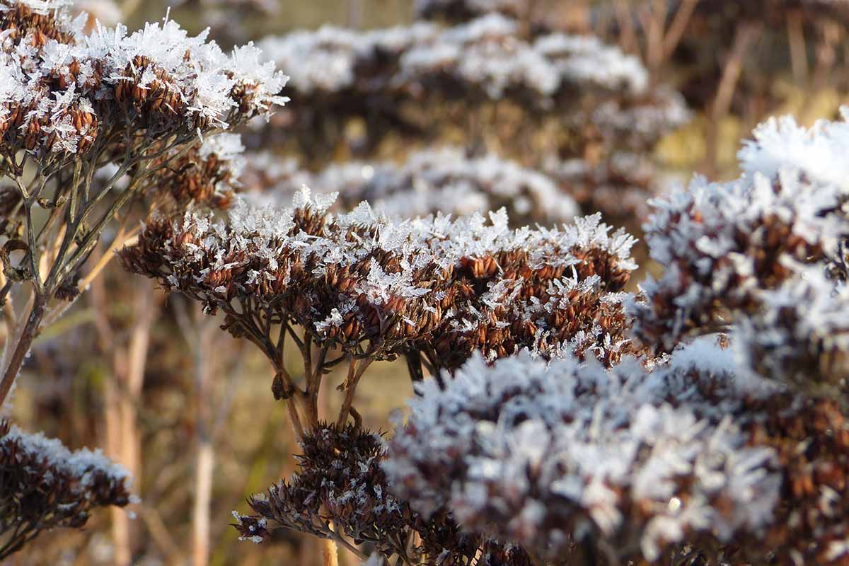 A close up horizontal image of sedum flowers covered in a dusting of snow and frost.
