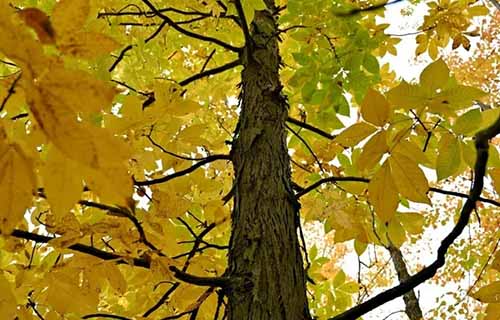 A horizontal image of the textured bark and yellow foliage of a shagbark hickory tree viewed from below.