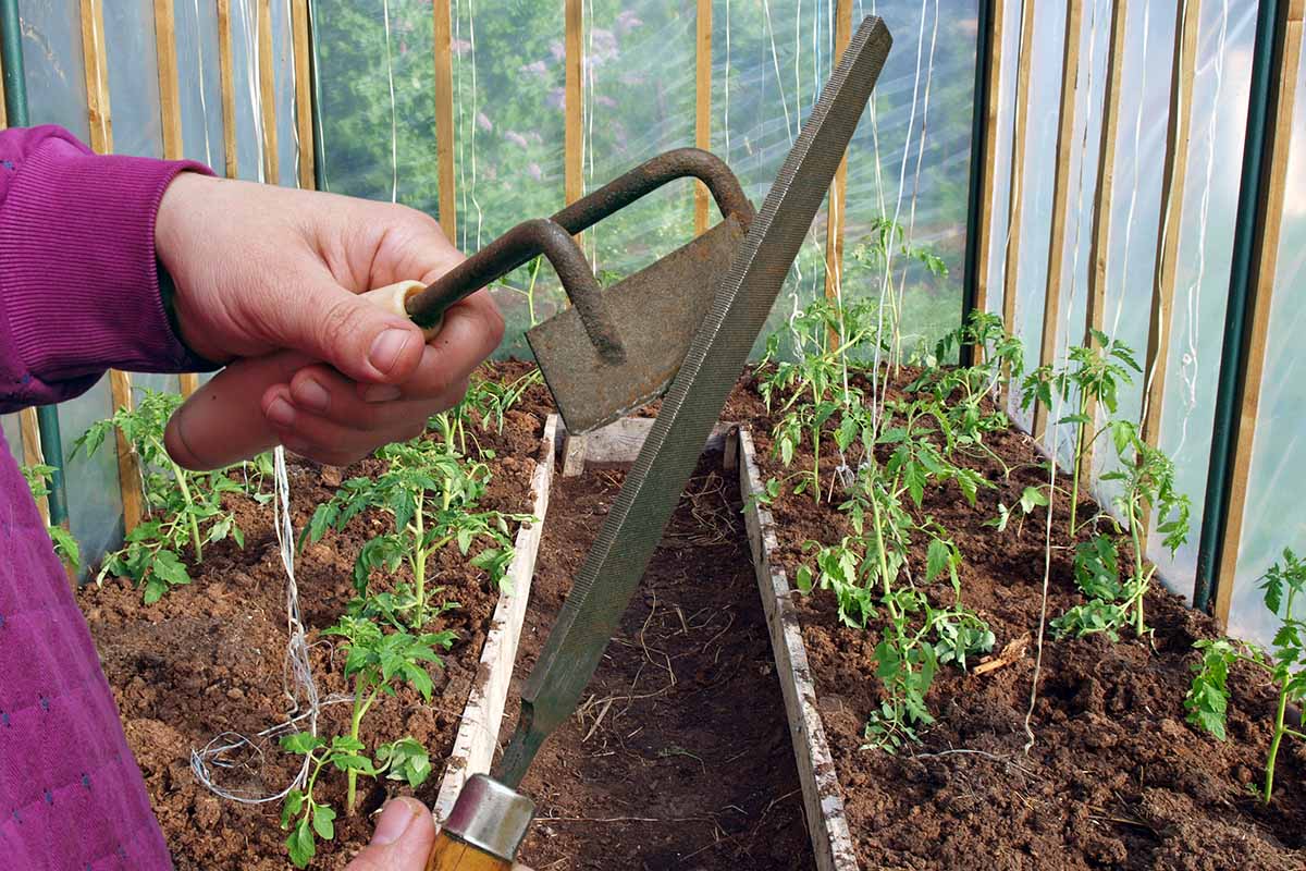 A horizontal image of a gardener standing in a greenhouse sharpening a hoe with a large file.