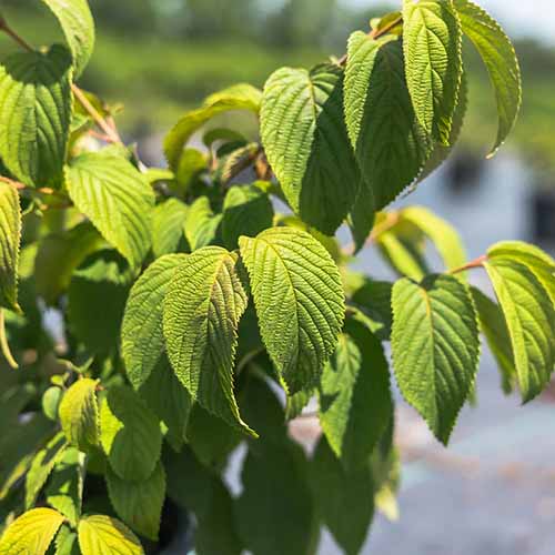 A close up square image of the foliage of a Shasta viburnum pictured in light sunshine.