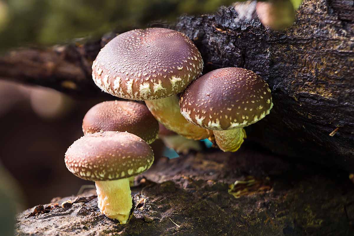 A close up horizontal image of shiitake mushrooms growing on logs pictured in light sunshine.