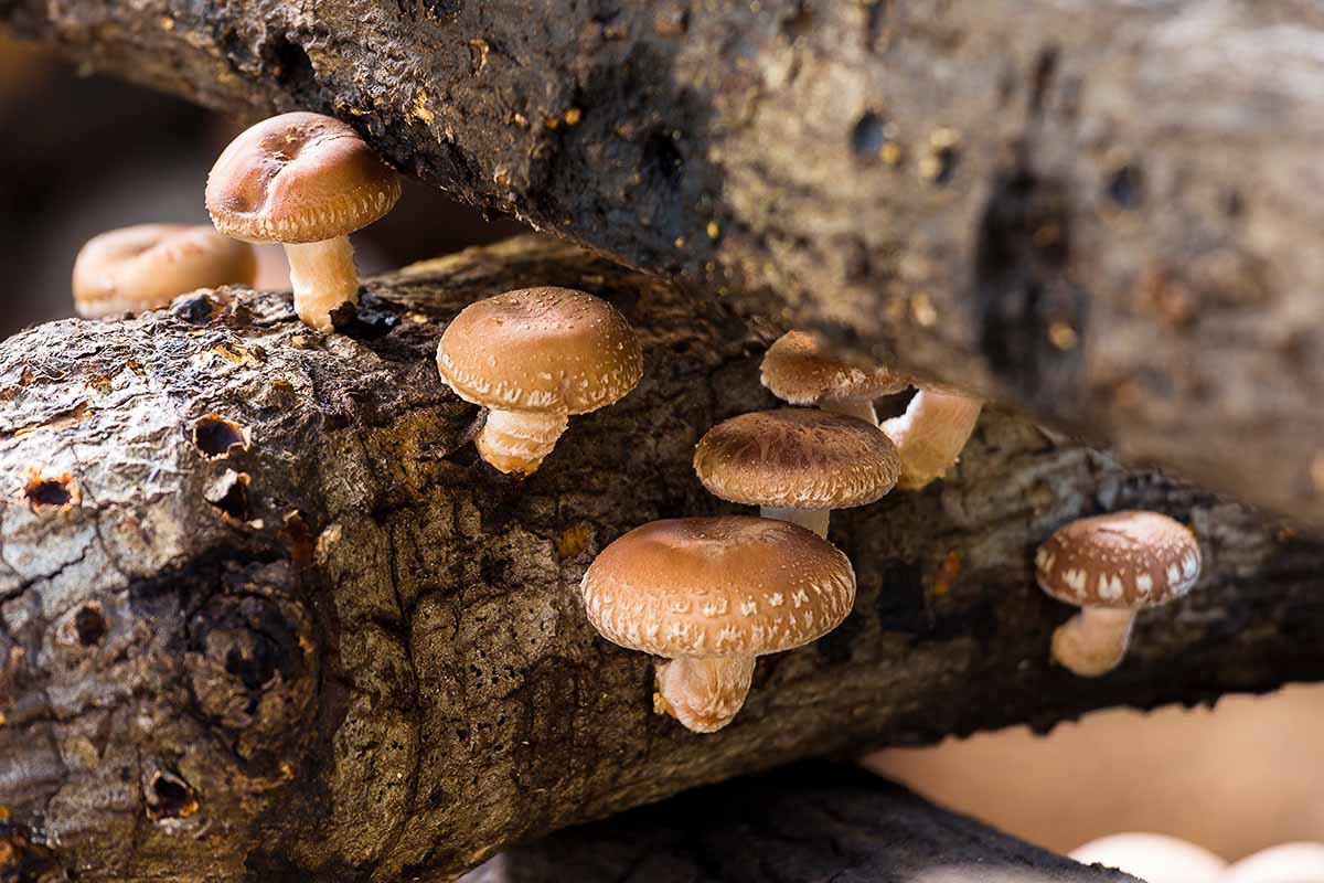A close up horizontal image of shiitake mushrooms growing on a log pictured in light sunshine.