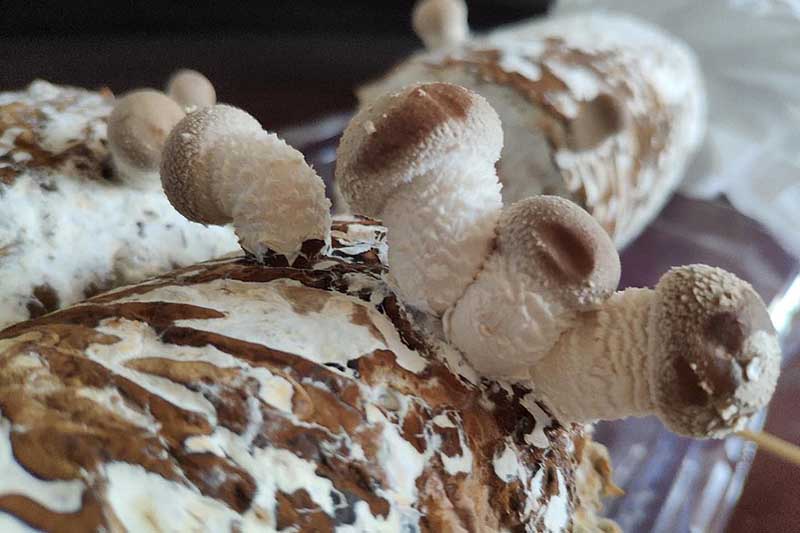 A close up horizontal image of shiitake mushrooms growing on a log indoors.