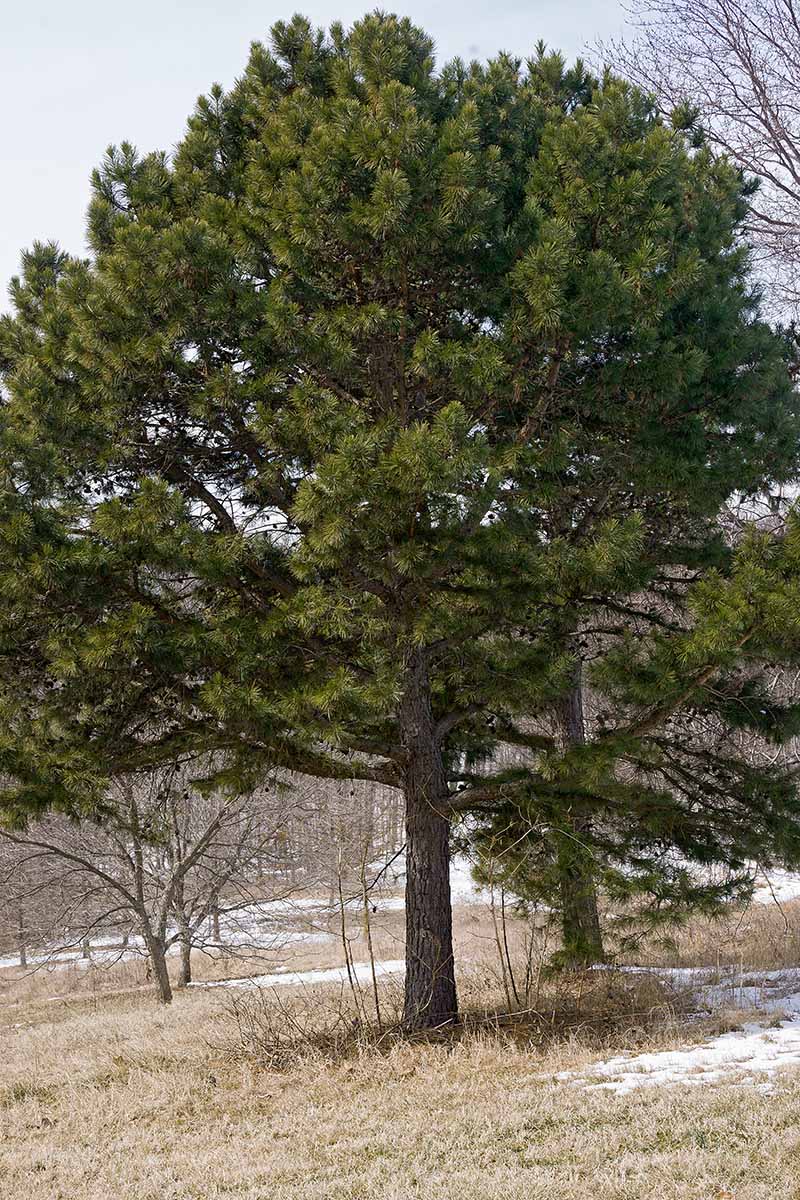 A vertical image of a lush green Pinus echinata growing in a dormant landscape.