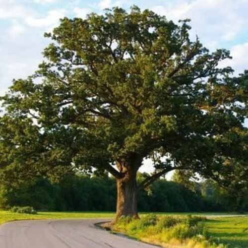 A square image of a large shumard oak growing by the side of a road.