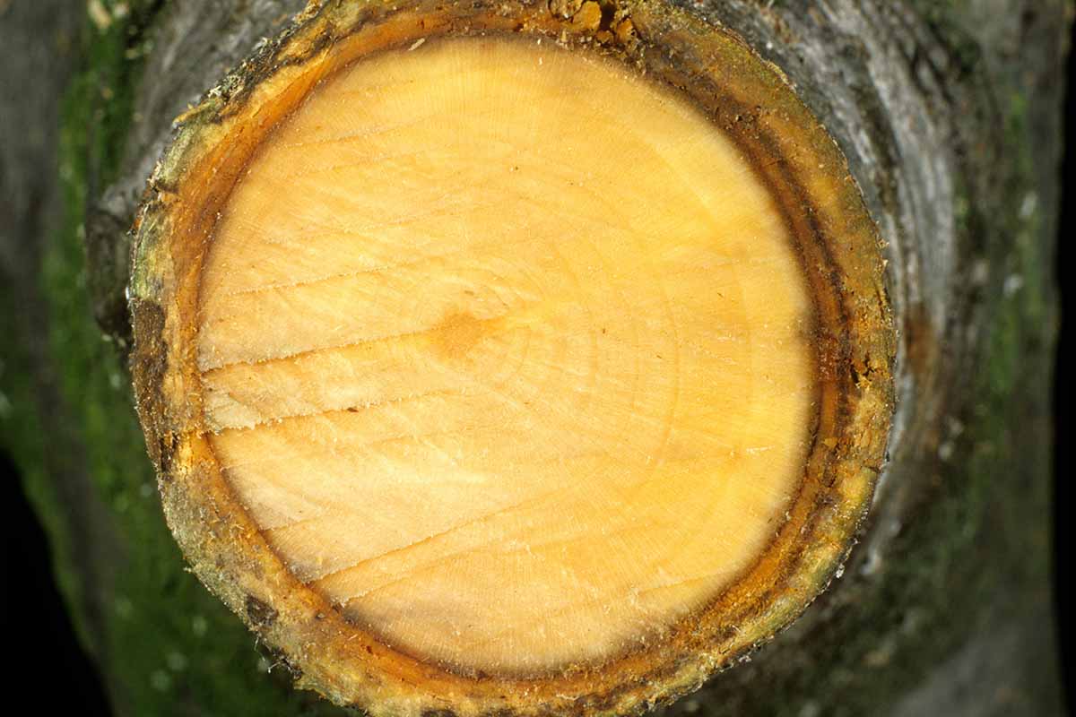 A close up horizontal image of the cross section of a branch of a pear tree showing a rust red ring of fireblight on the inside.