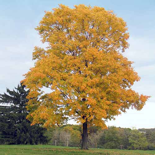 A square image of a large silver maple tree with yellow fall foliage growing in the landscape.