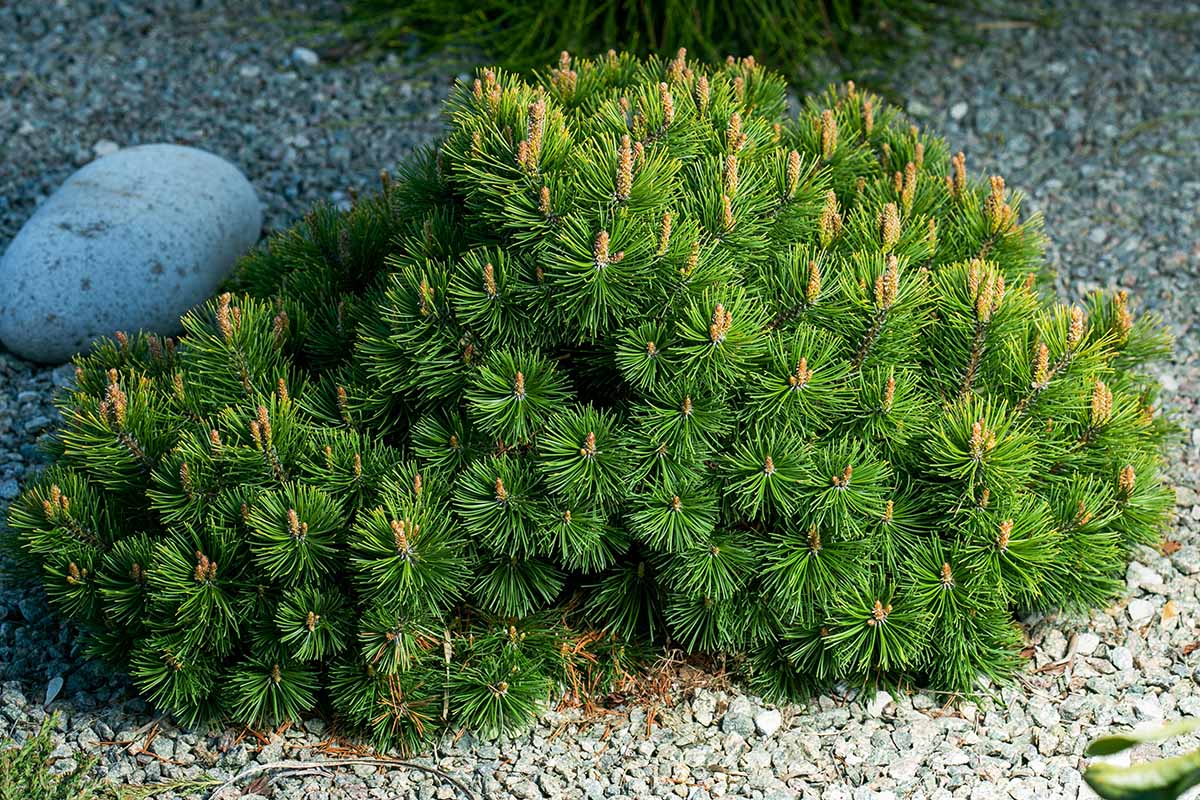 A horizontal image of a small mugo pine planted among small gravel stones.