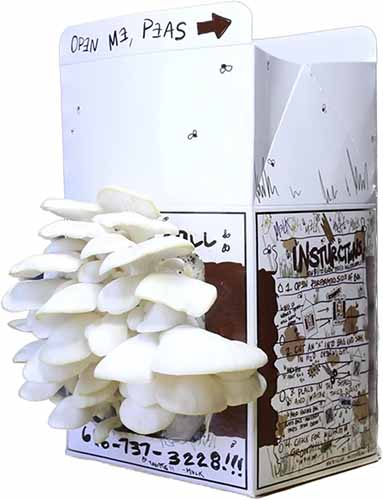 A close up of a snow oyster mushroom kit in a cardboard box isolated on a white background.