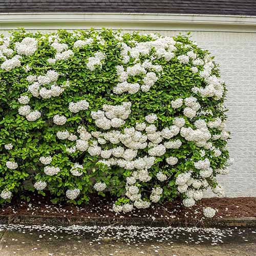 A square image of a snowball bush growing as a hedge outside a residence.