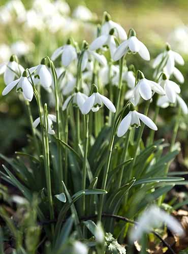 A close up of white snowdrops (Galanthus) growing in the garden pictured on a soft focus background.