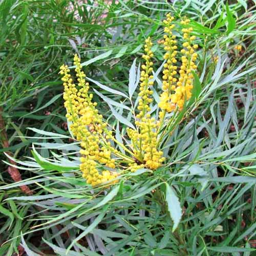 A square image of the foliage and flowers of 'Soft Caress' mahonia growing in the garden.
