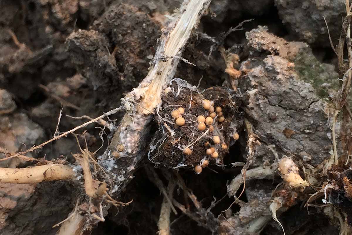 A close up horizontal image of the sclerotia and mycelium of southern blight infection.