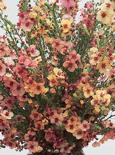 A close up of a bouquet of 'Southern Charm' mullein flowers.
