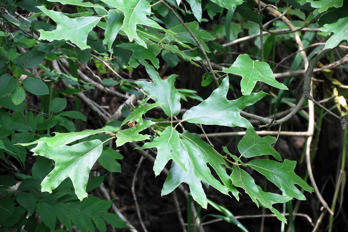 A close up horizontal image of the foliage of a southern red oak tree growing in the garden.