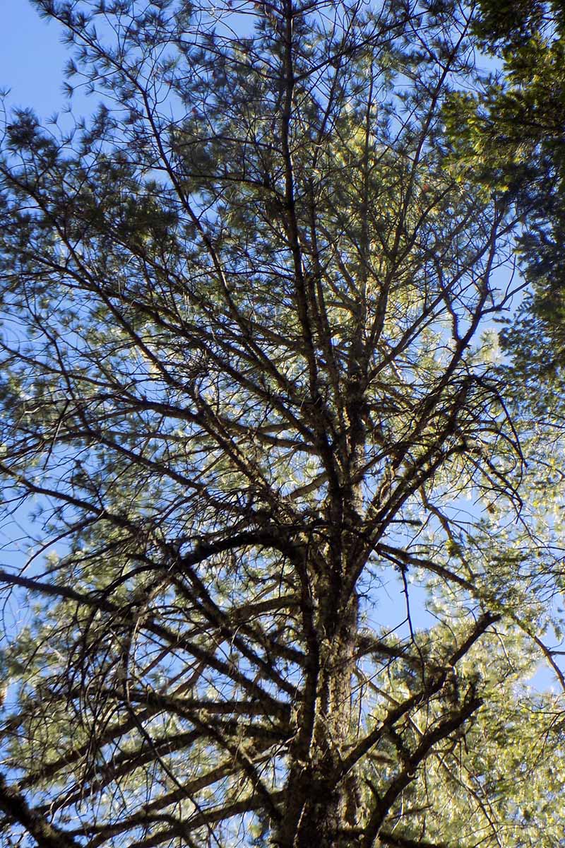A vertical shot of a large Pinus strobiformis and its branches against a clear blue sky.