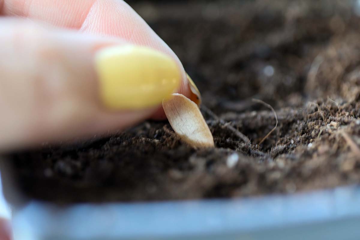 A close up horizontal image of a hand from the left of the frame sowing a pine seed into dark, rich soil.