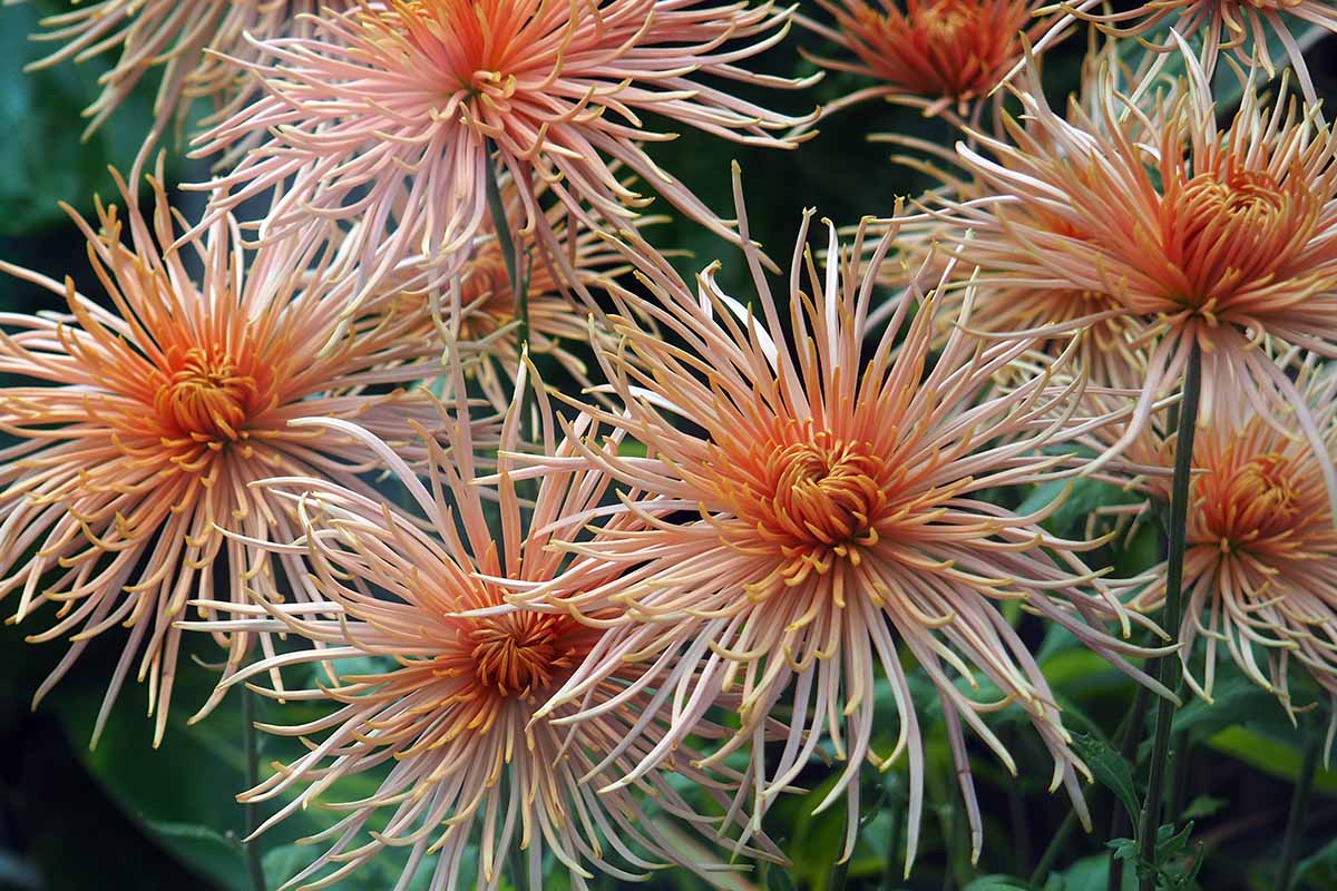 A close up horizontal image of orange spider chrysanthemums growing in the garden.