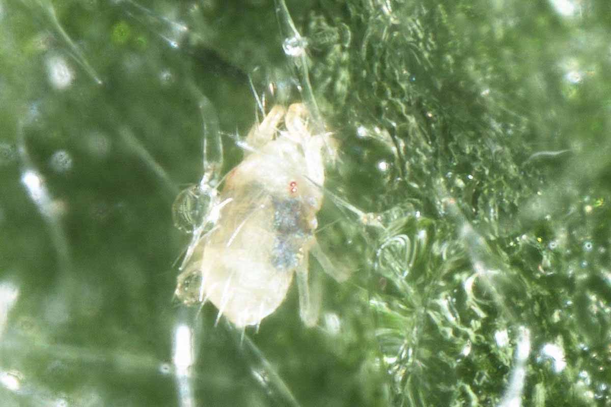 A close up horizontal image of a spider mite in high magnification on a green background.