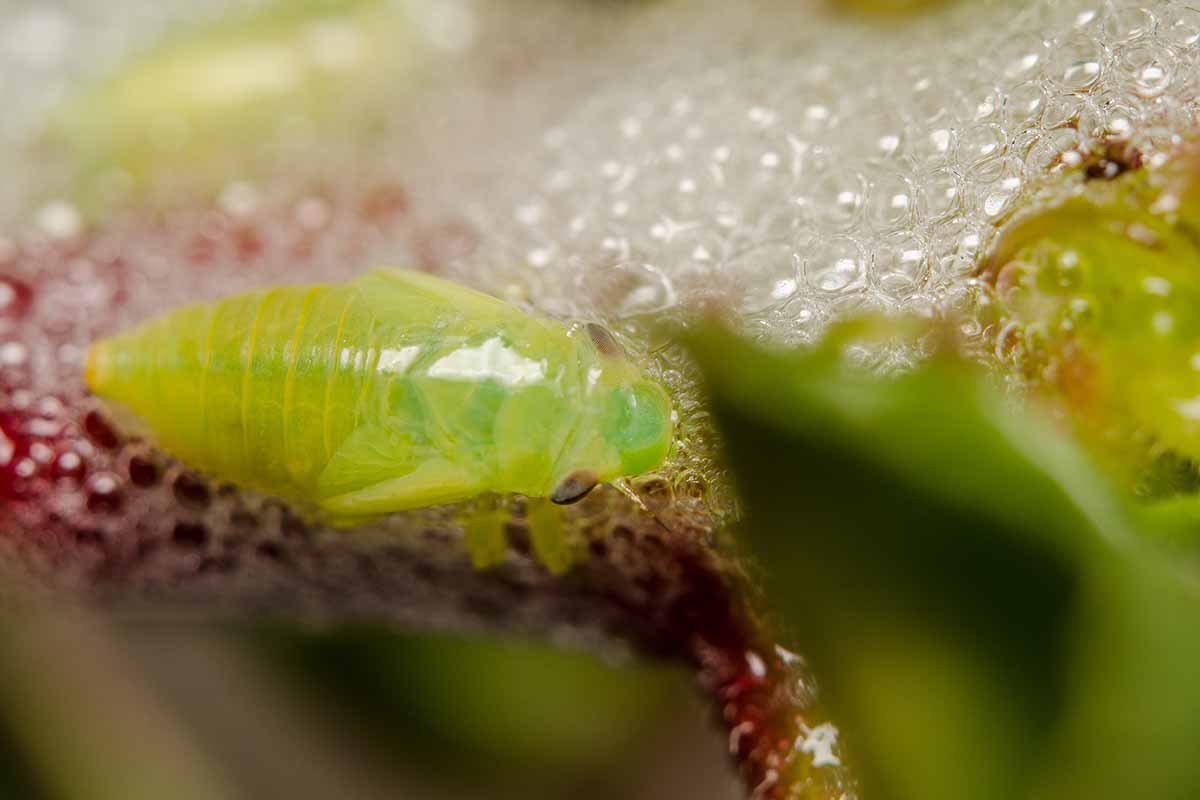 A close up horizontal image of a spittlebug nymph in high magnification pictured on a soft focus background.