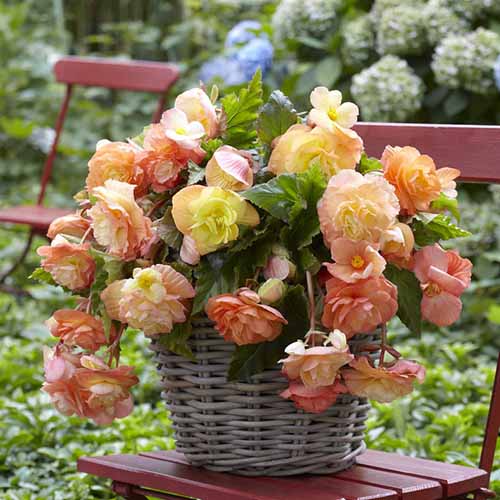 A close up square image of 'Splendide Ballerina' tuberous begonias growing in a container set on a chair outdoors.
