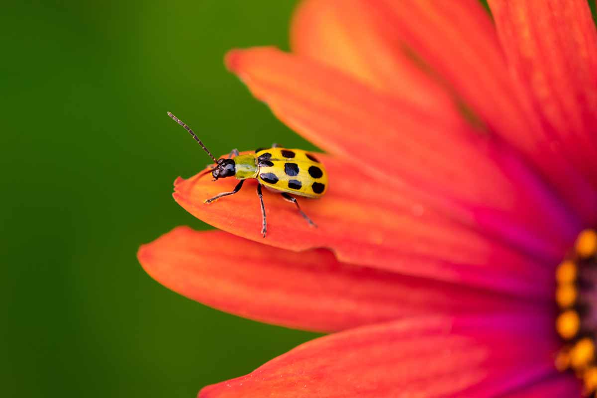 A close up horizontal image of a spotted cucumber beetle on the petals of an African daisy.