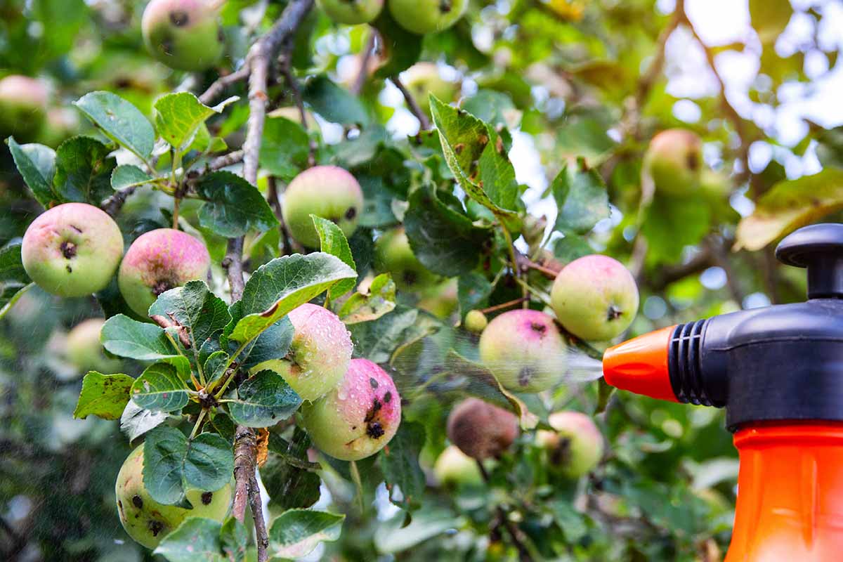 A close up horizontal image of the tip of a nozzle being used to spray apple trees for pests.