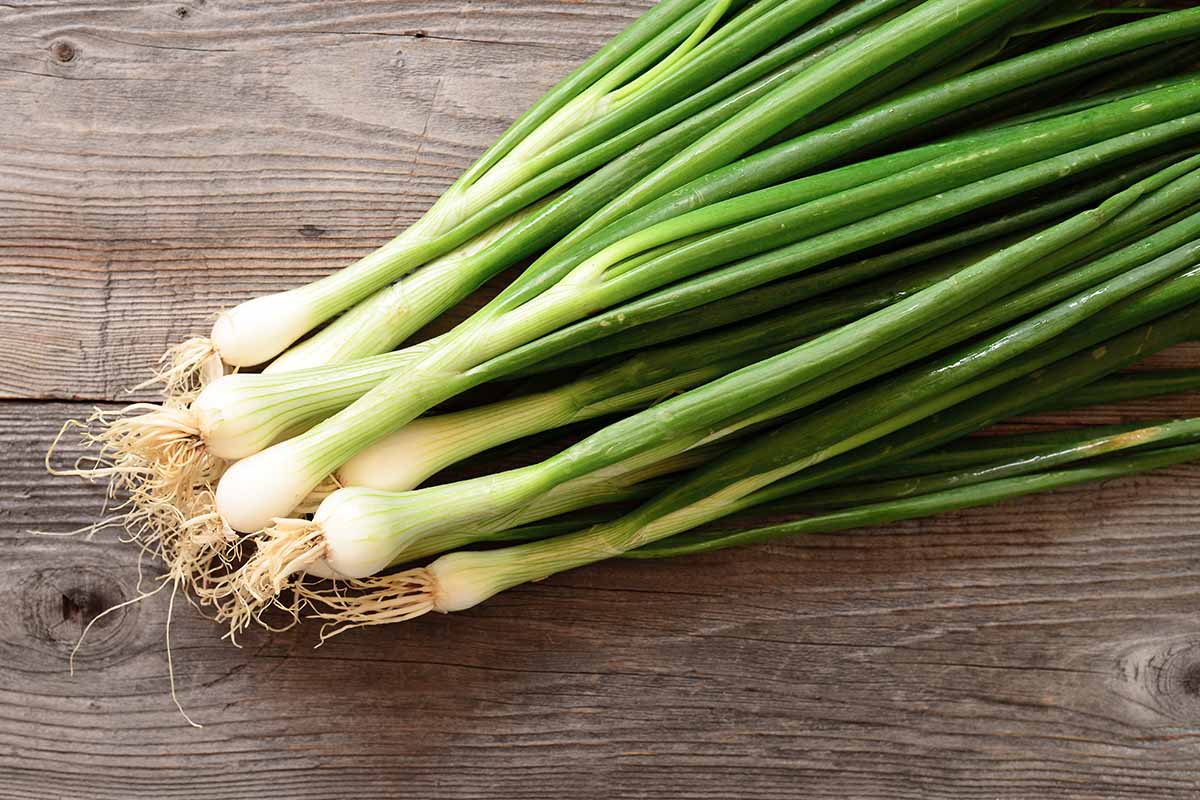 A close up horizontal image of a bunch of scallions set on a wooden surface.
