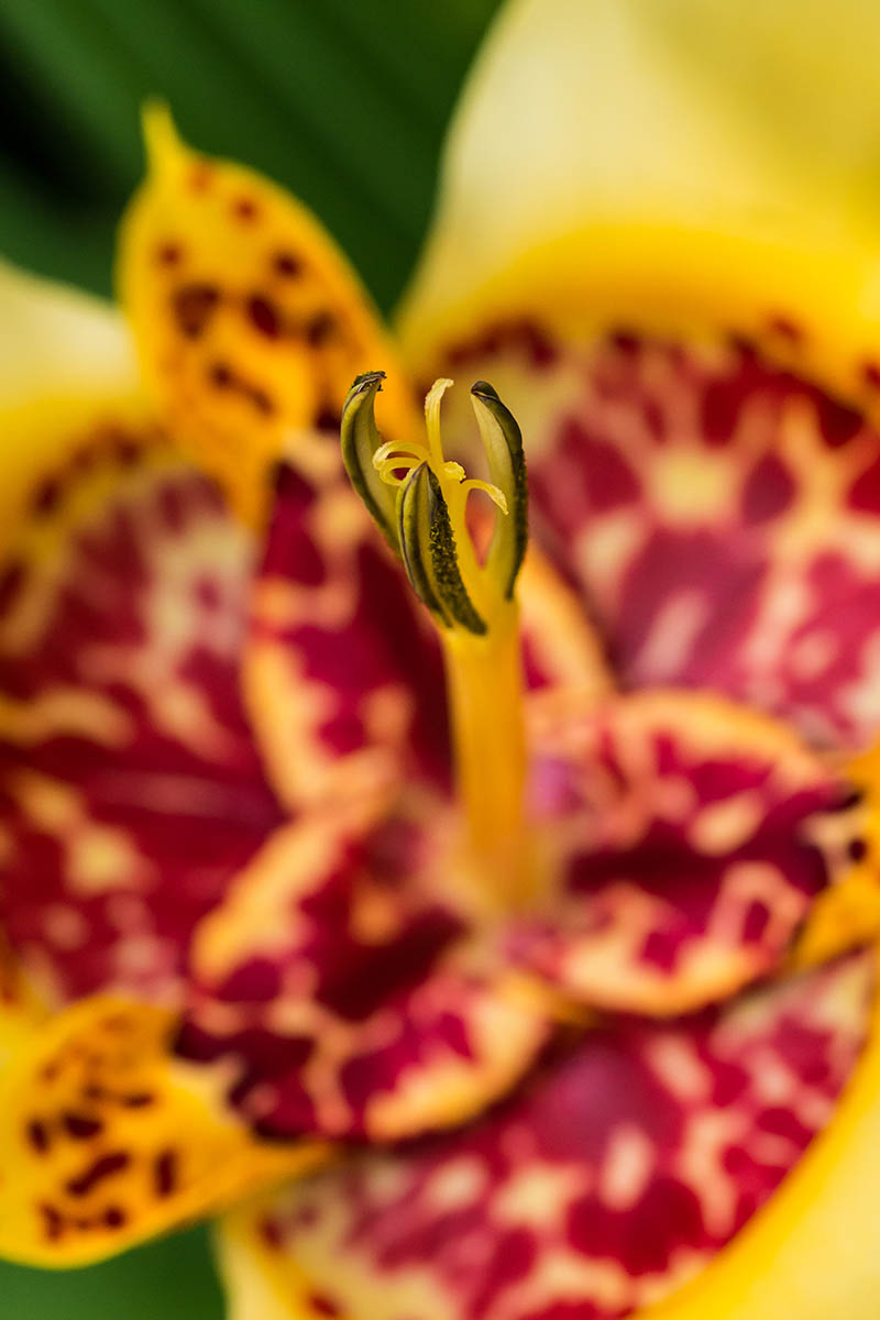 A closeup, vertical image of a yellow tiger flower.