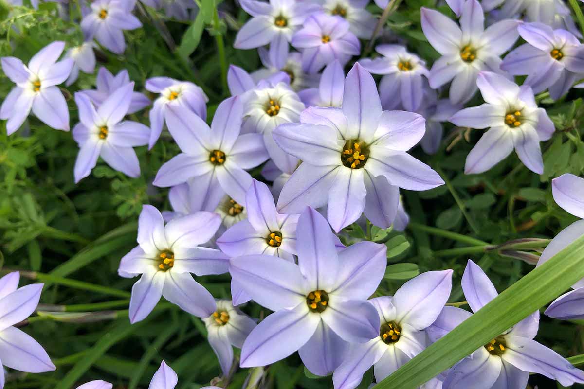 A close up of light purple spring starflowers (Ipheion) growing in the garden.